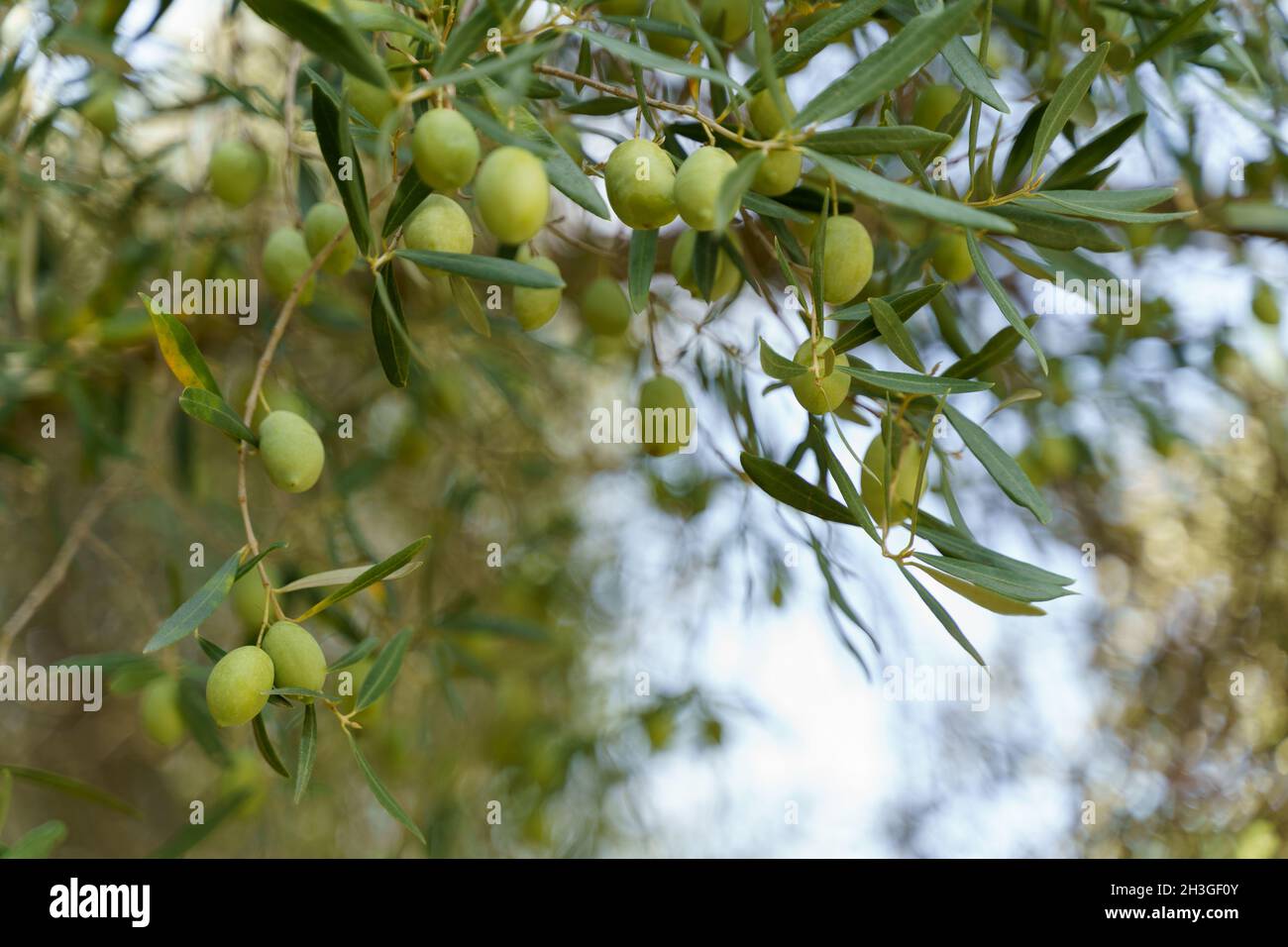 Ramo di ulivo con foglie verdi e olive verdi che crescono sull'albero. Foto Stock