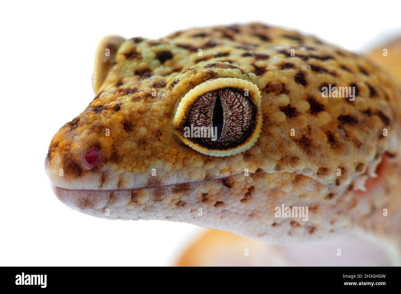 Lizard isolato. Primo piano di eublefaris testa e occhio. Foto Stock