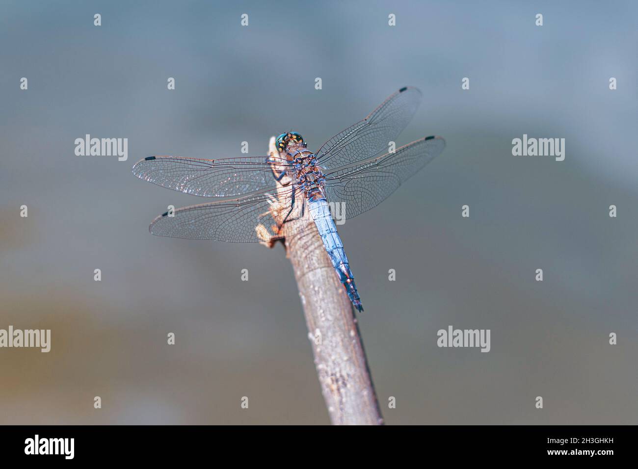 Una libellula siede su un ramo. Foto macro di una libellula o di un insetto Foto Stock