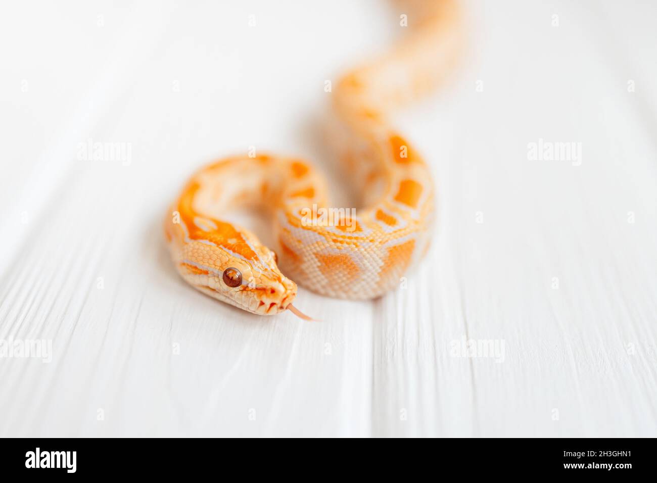 Python molurus albino primo piano su sfondo bianco testurizzato. Serpente da primo piano per la copertura. Foto Stock