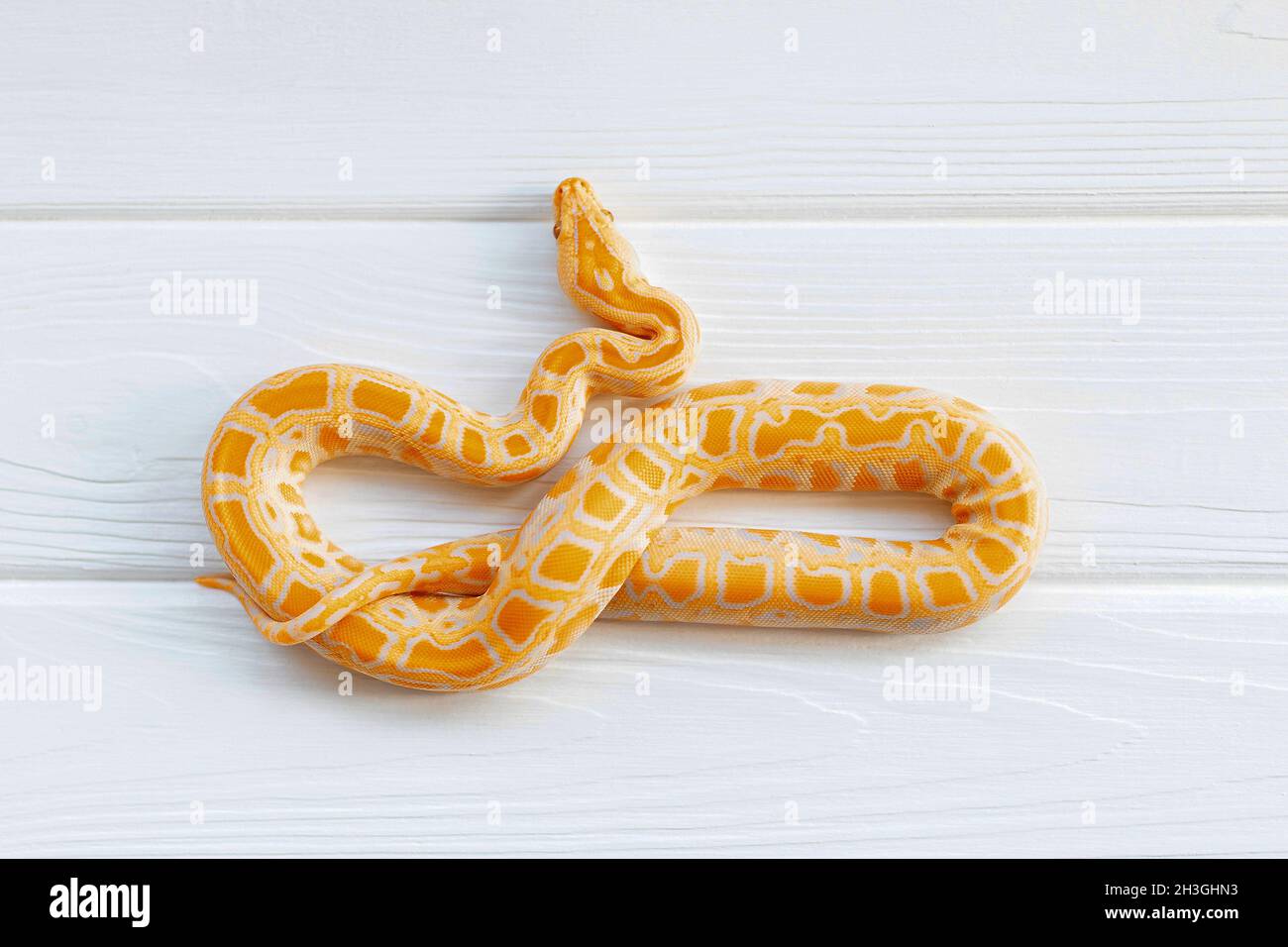 Python molurus albino primo piano su sfondo bianco testurizzato. Serpente arancione. Foto Stock