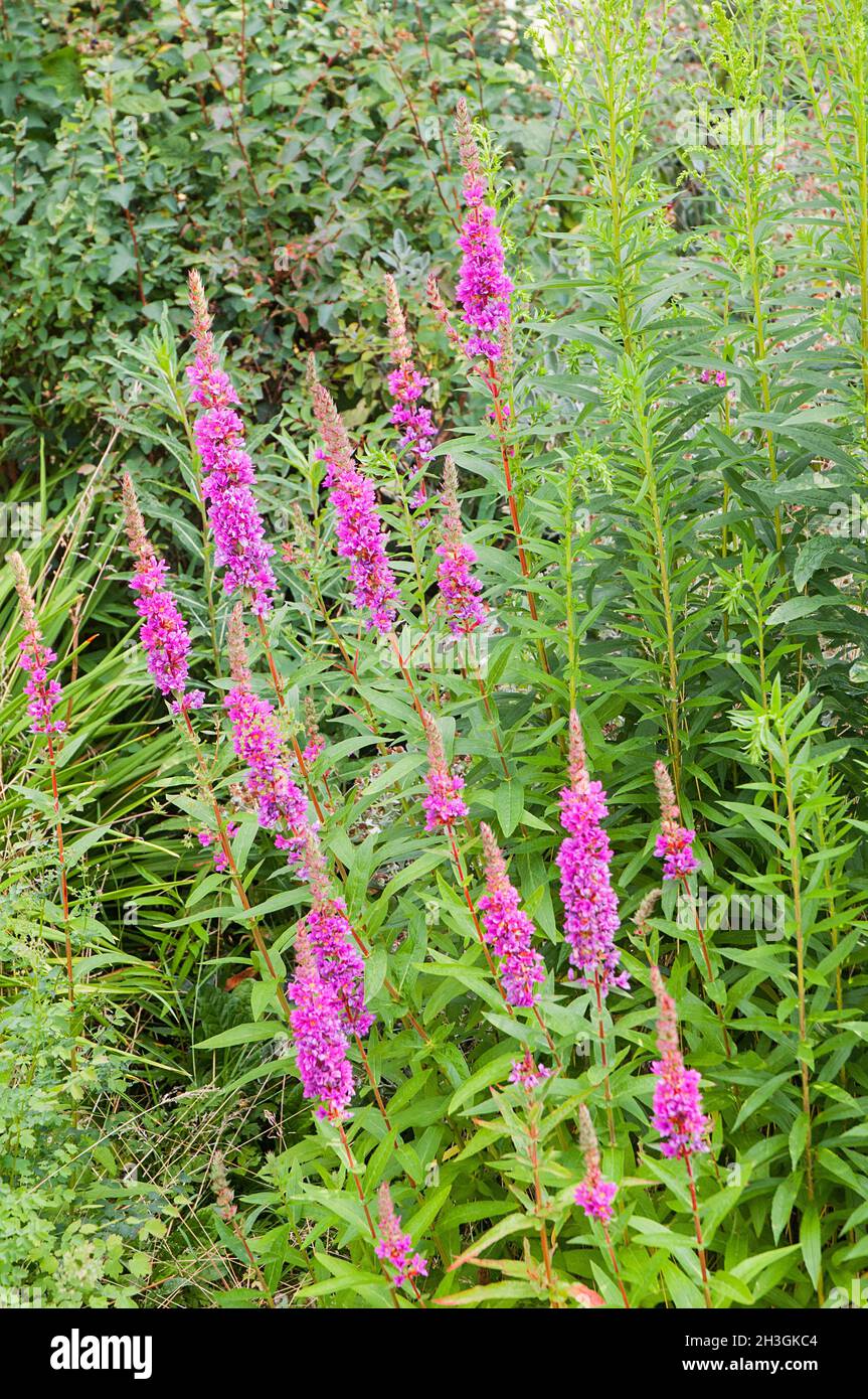 Lythrum salicaria Purple Loosestrife crescere in bosco selvatico giardino area un'estate decidua fioritura erbacea grumo formando completamente perenne hardy Foto Stock