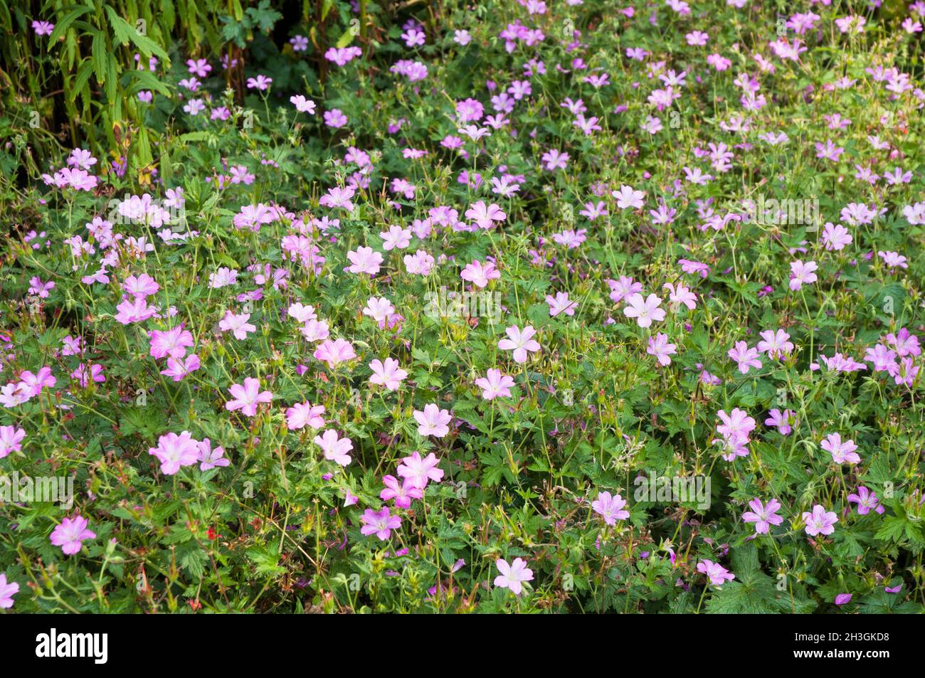 Geranio endressii Geranio x oxonianum Wargrave Pink che è usato come copertura macinata che è un'estate fioritura completamente hardy sempreverde erbaceo perenne Foto Stock