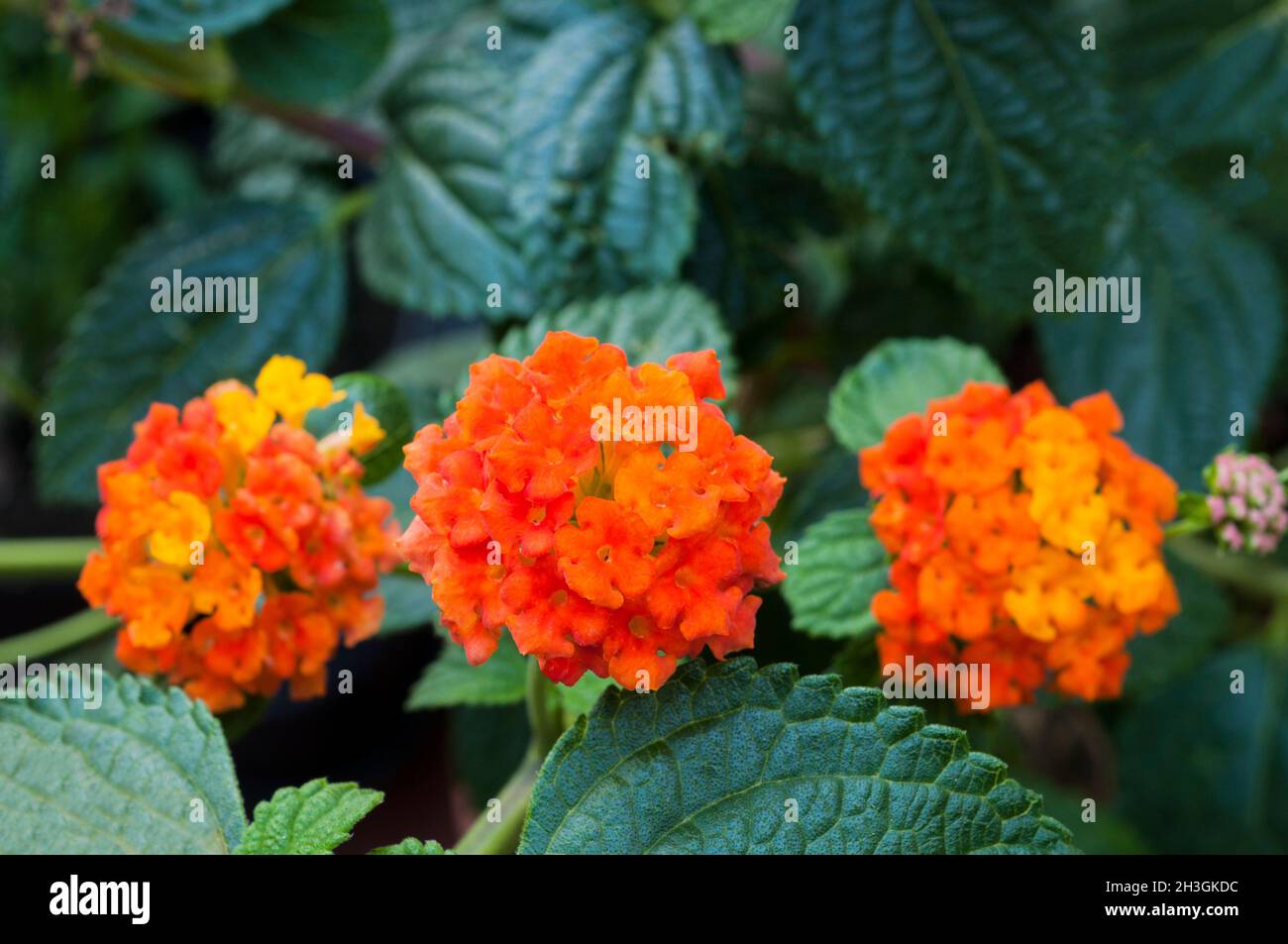 Primo piano di Lantana camara Tangerine con teste di fiori d'arancio un arbusto estivo in fiore che è perenne sempreverde e gelo tenero Foto Stock