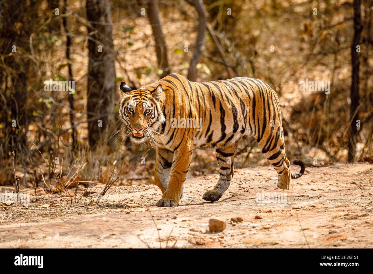Fauna: Tigress, tigre del Bengala (Panthera tigris) nel Parco Nazionale di Bandhavgarh nel distretto di Umaria, nello stato federato del Madhya Pradesh Foto Stock