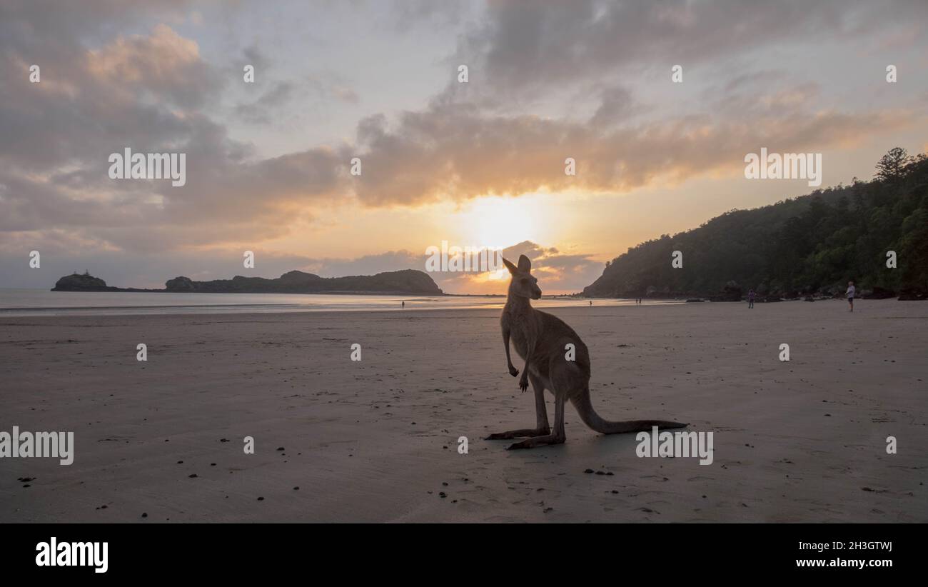 Cape Hillsborough all'alba Foto Stock