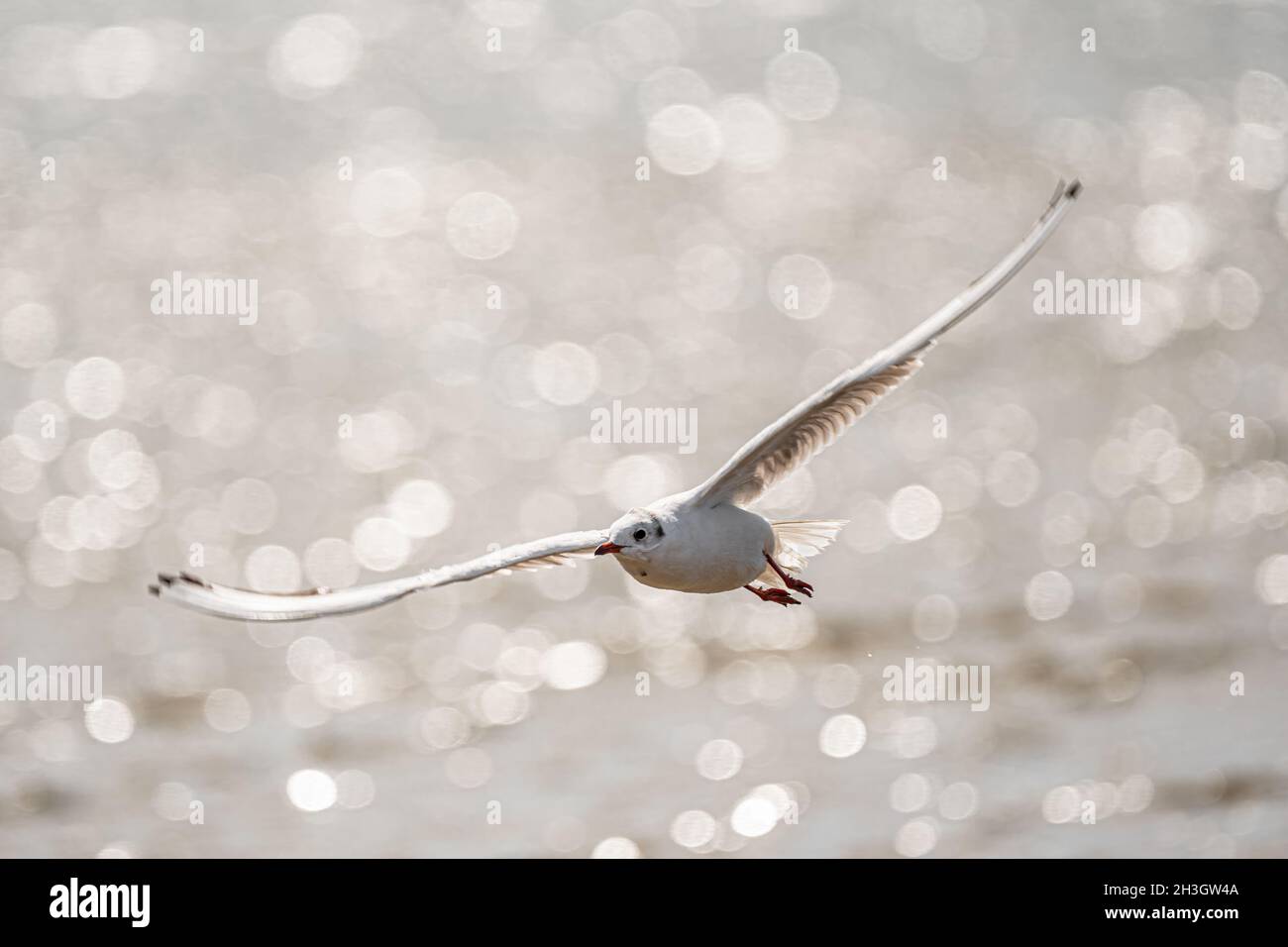 Gabbiano a testa nera (Chromicocephalus ridibundus) in volo Foto Stock