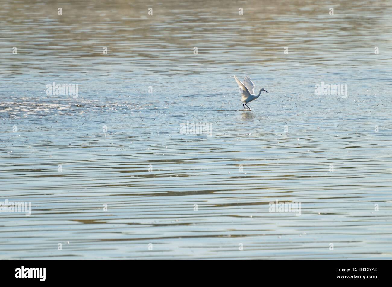 Fauna selvatica esotica sotto forma di airone e egret in un ambiente urbano lago. Questi bellissimi e graziosi uccelli della natura, grandi pescatori. Di modelli e design. Foto Stock