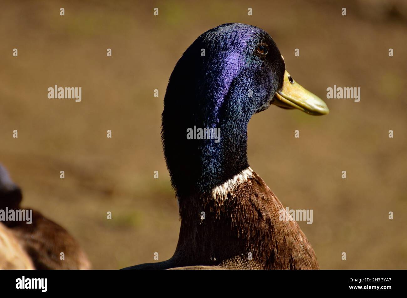 Bellezza della natura,. Studio della fauna selvatica, in forma di anatre a lato del lago, Visualizza forma, struttura, forma, design & texture di questi amici sottili piume. Foto Stock
