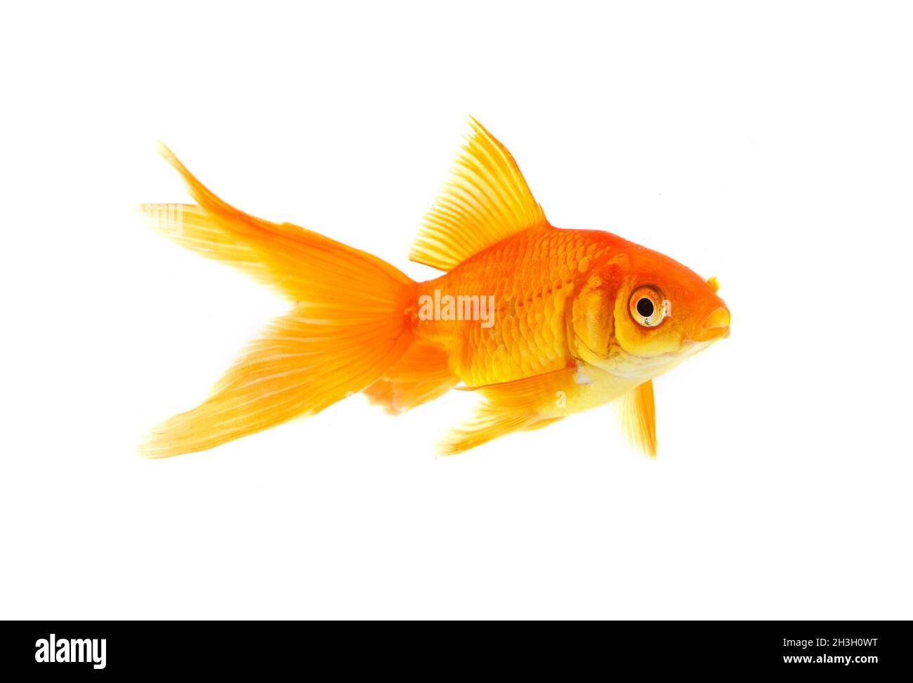 Pesce rosso Foto Stock