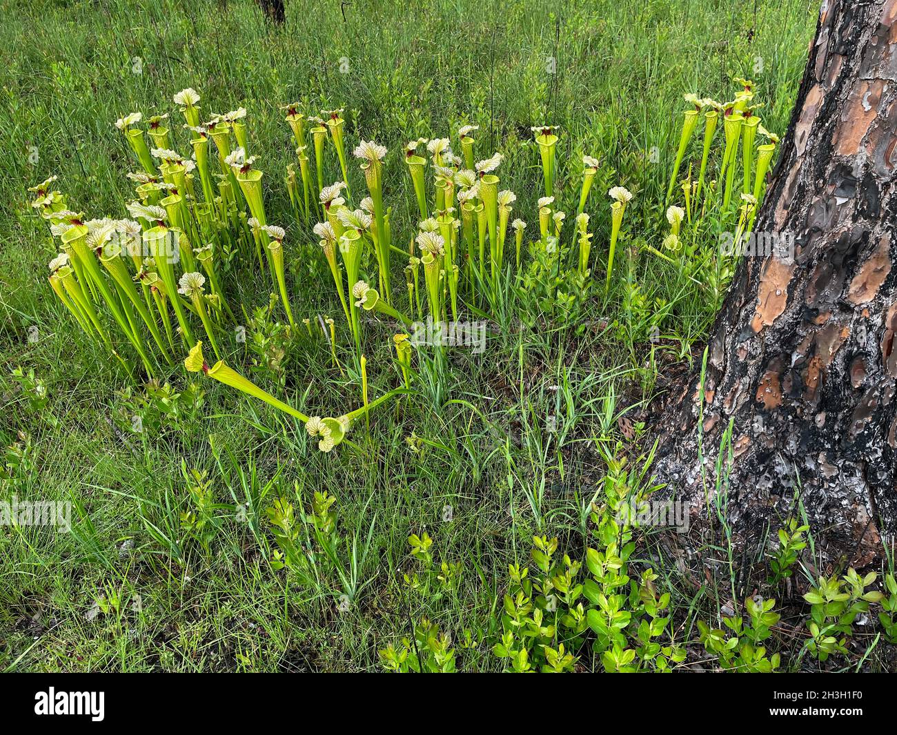 Natural Hybrid Sarracenia x moorei, F1 generation Hybrid, Yellow Pitcherplant x White-top Pitcherplant, se USA, di Dembinsky Photo Associates Foto Stock