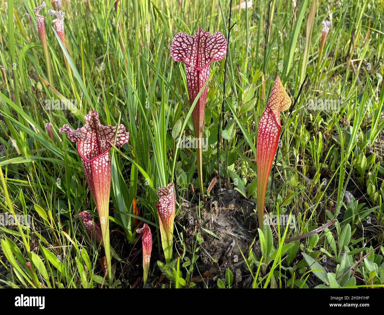 Naturale ibrido pitcherplant Sarracenia x mitchelliana, F1 generation, se USA, di Dembinsky Photo Associates Foto Stock