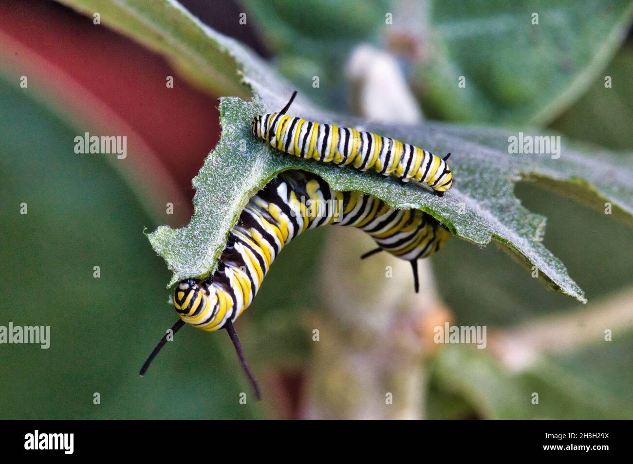 Due catepillars monarchi affamati che mangiano ravenously l'erba munghita, Foto Stock