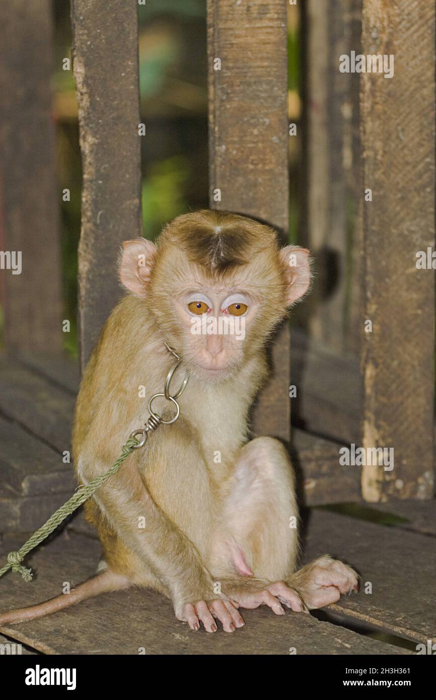 Macaco Foto Stock