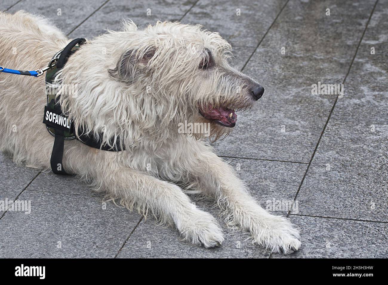 Wolfhound irlandese Foto Stock