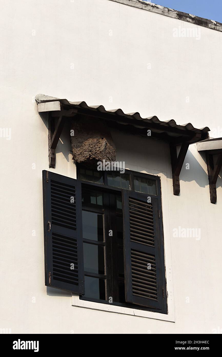 Tetto del nido di vespe immagini e fotografie stock ad alta risoluzione ...