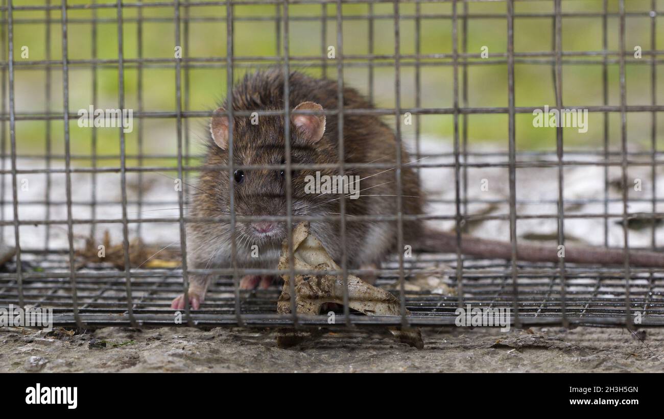 Rattus norvegicus / Rat. Marrone Foto Stock