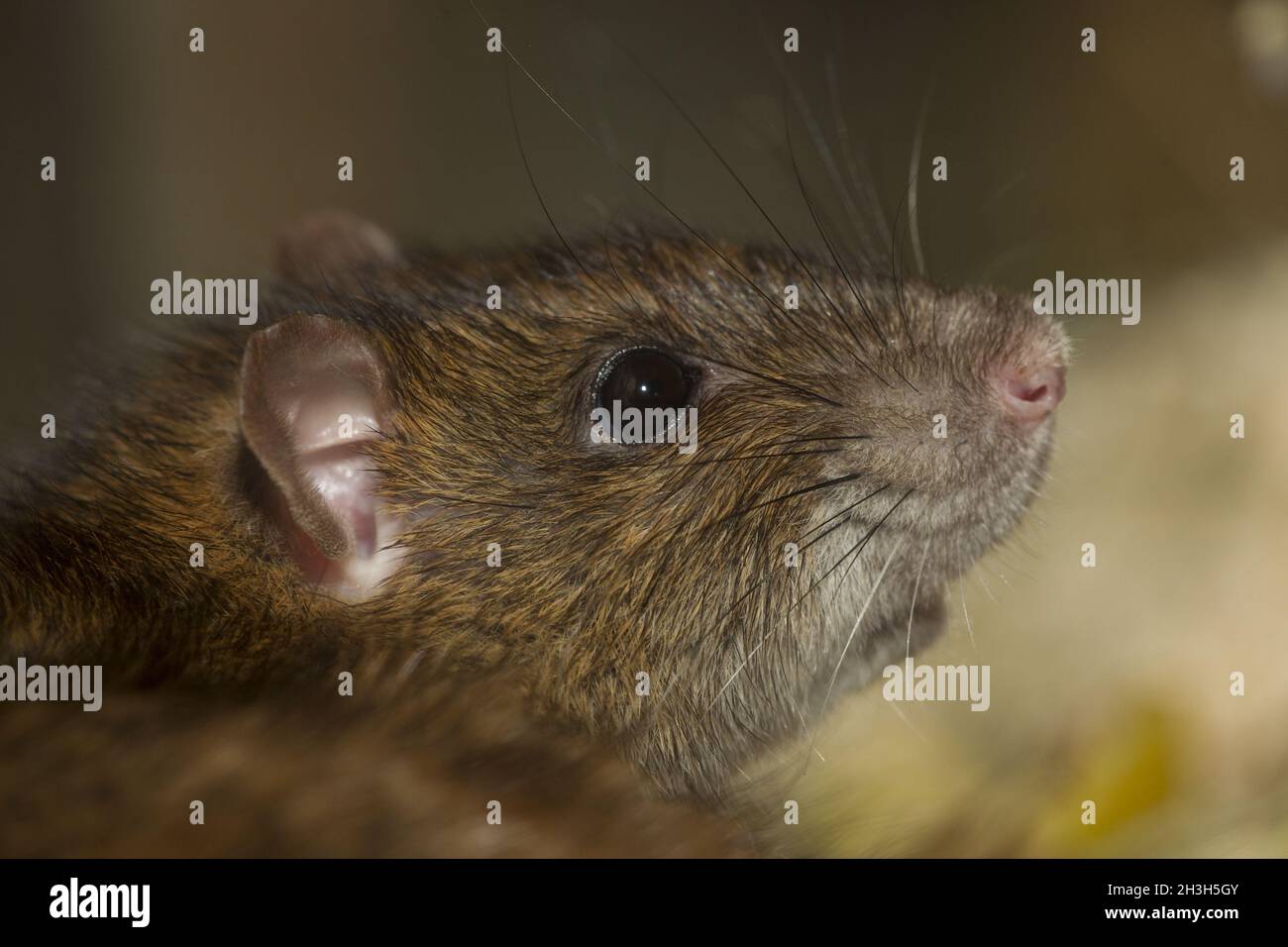 Rattus norvegicus / Rat. Marrone Foto Stock