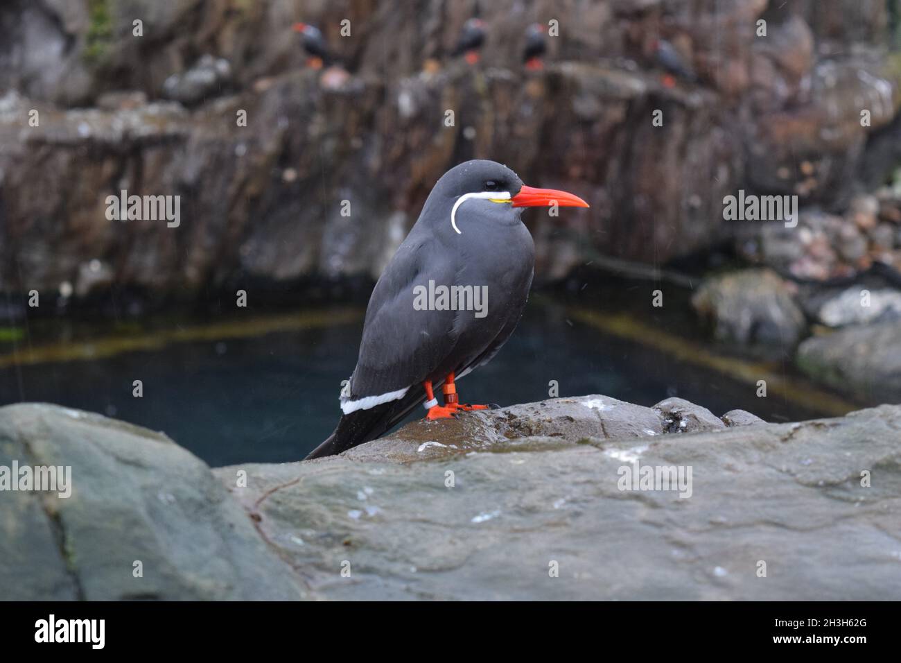 Inca Tern allo zoo di Bristol Foto Stock