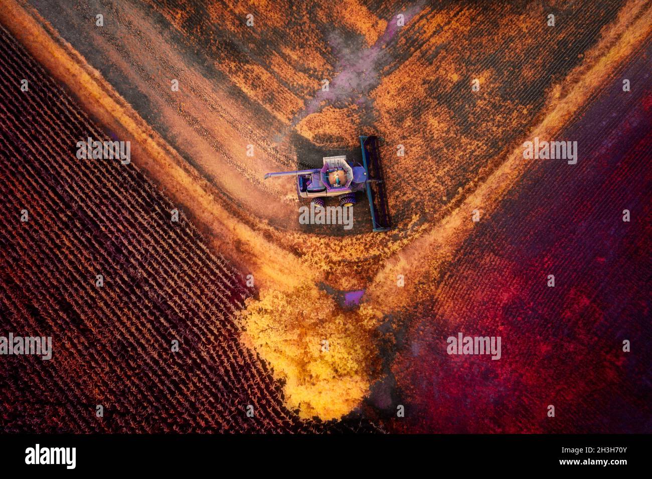 Un'immagine di una combinazione che arrotonda l'angolo di un campo al picco del colore di caduta a fine ottobre. Molte foglie gialle e toni rossicci sul campo Foto Stock