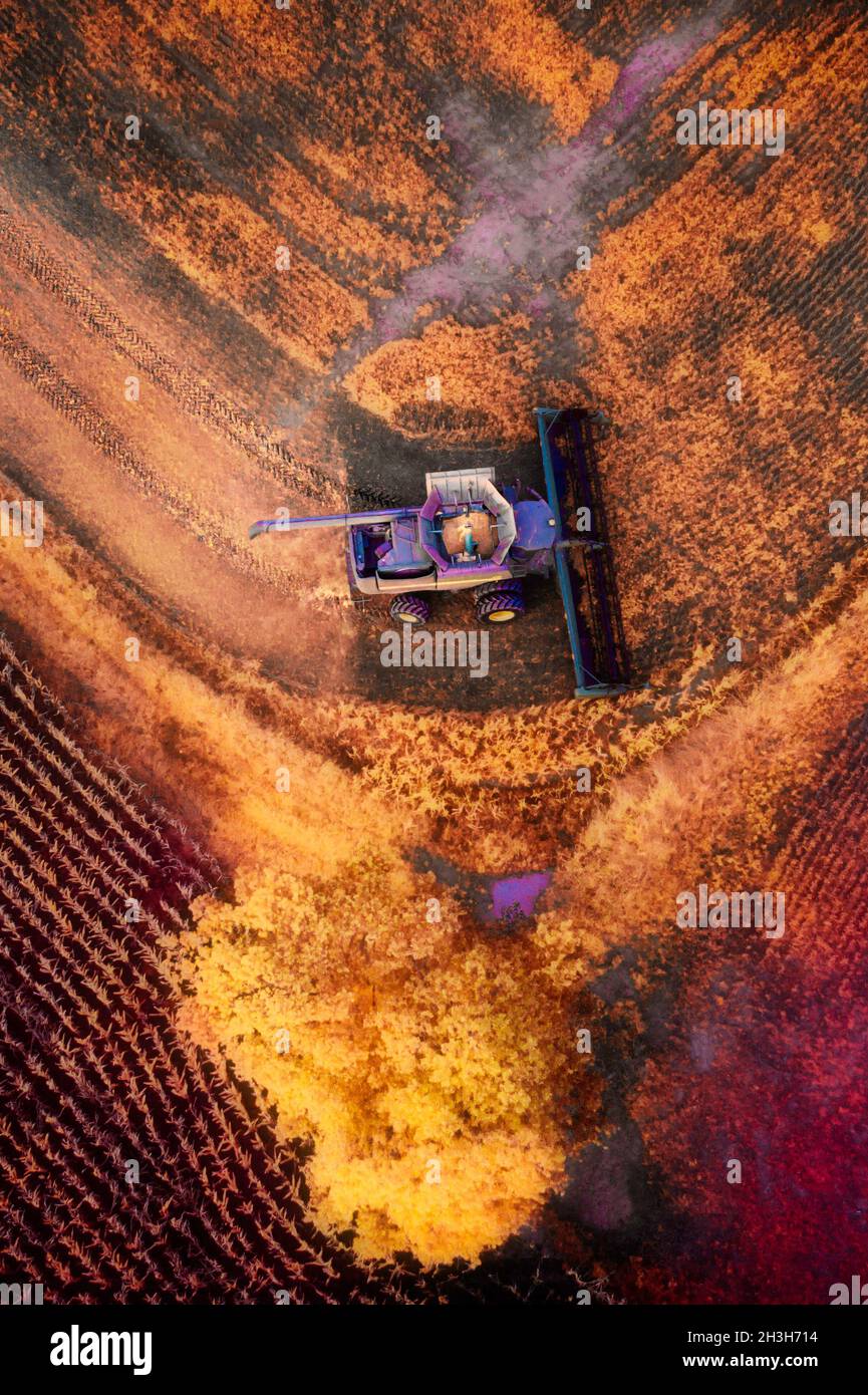 Un'immagine di una combinazione che arrotonda l'angolo di un campo al picco del colore di caduta a fine ottobre. Molte foglie gialle e toni rossicci sul campo Foto Stock