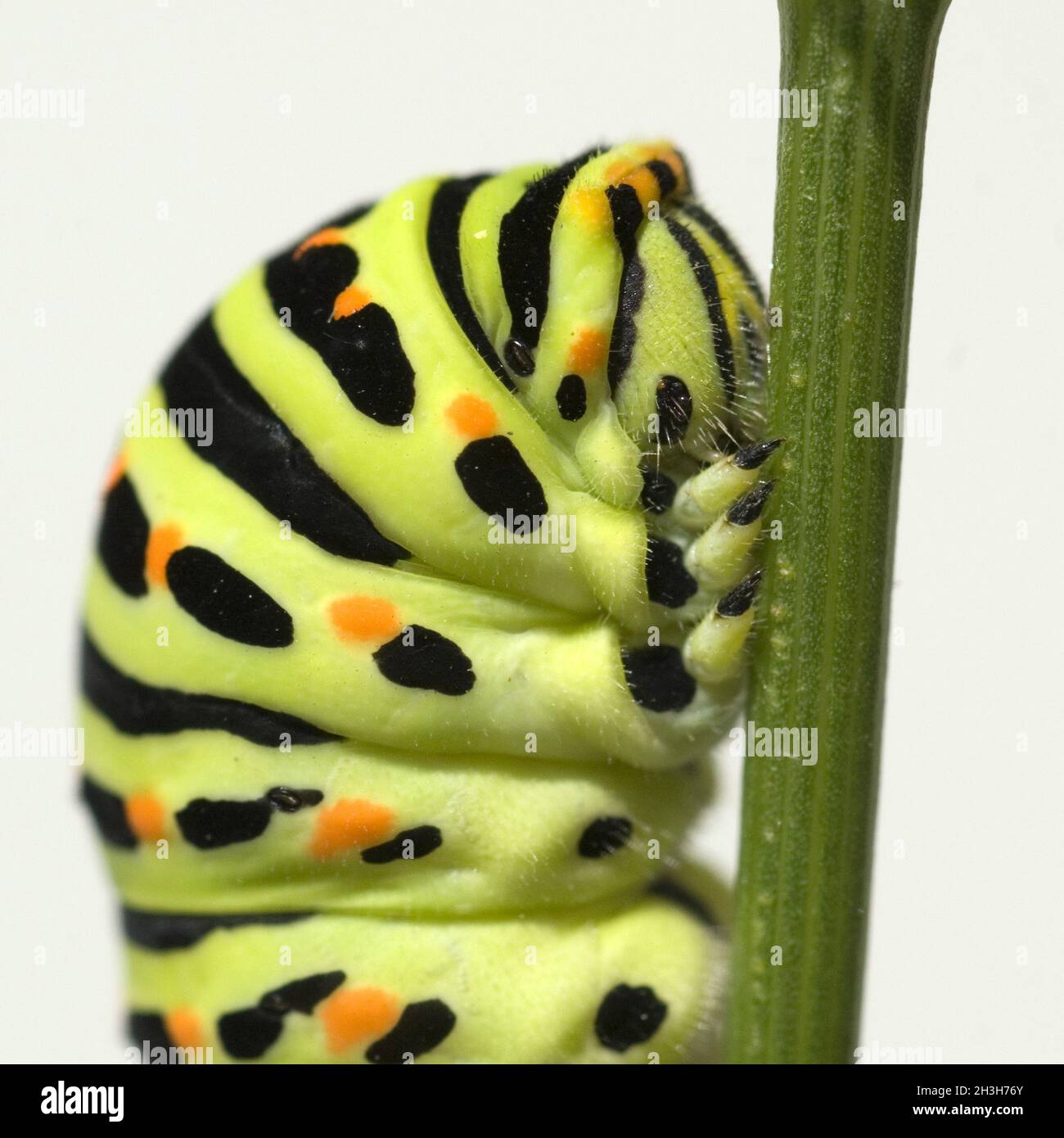 Bruco; coda di rondine; Papilio machaon Foto Stock