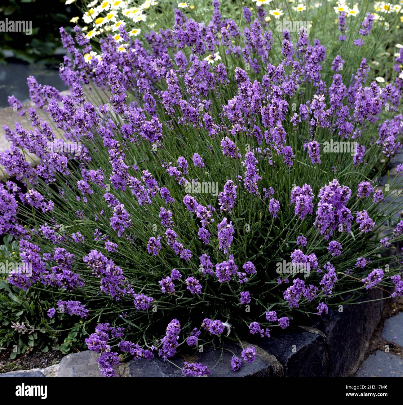Lavendel, Lavendula angustifolia Foto Stock