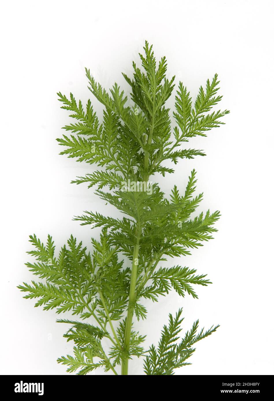 Assenzio dolce Foto Stock