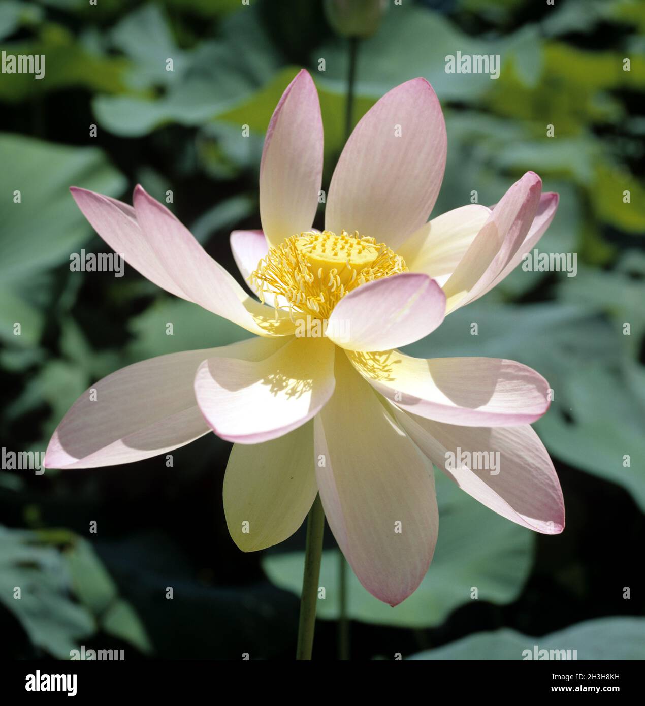 Fiore di loto Foto Stock
