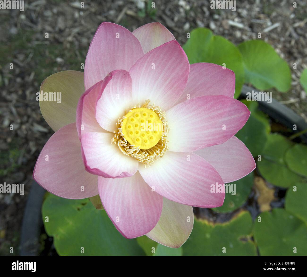 Fiori di loto Foto Stock