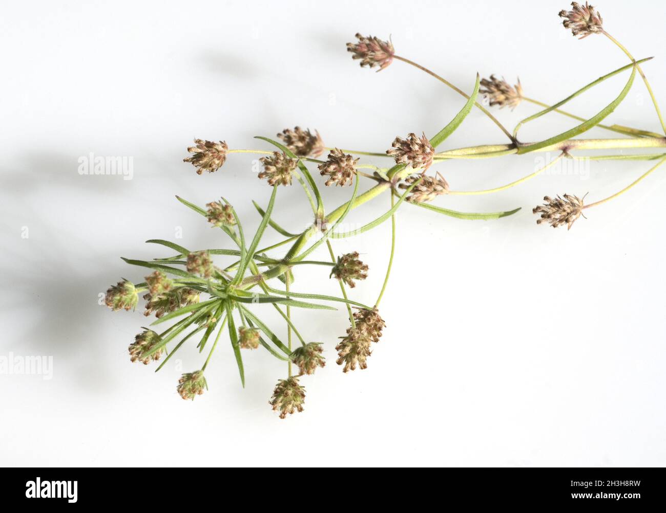 Psyllium indiano, Foto Stock