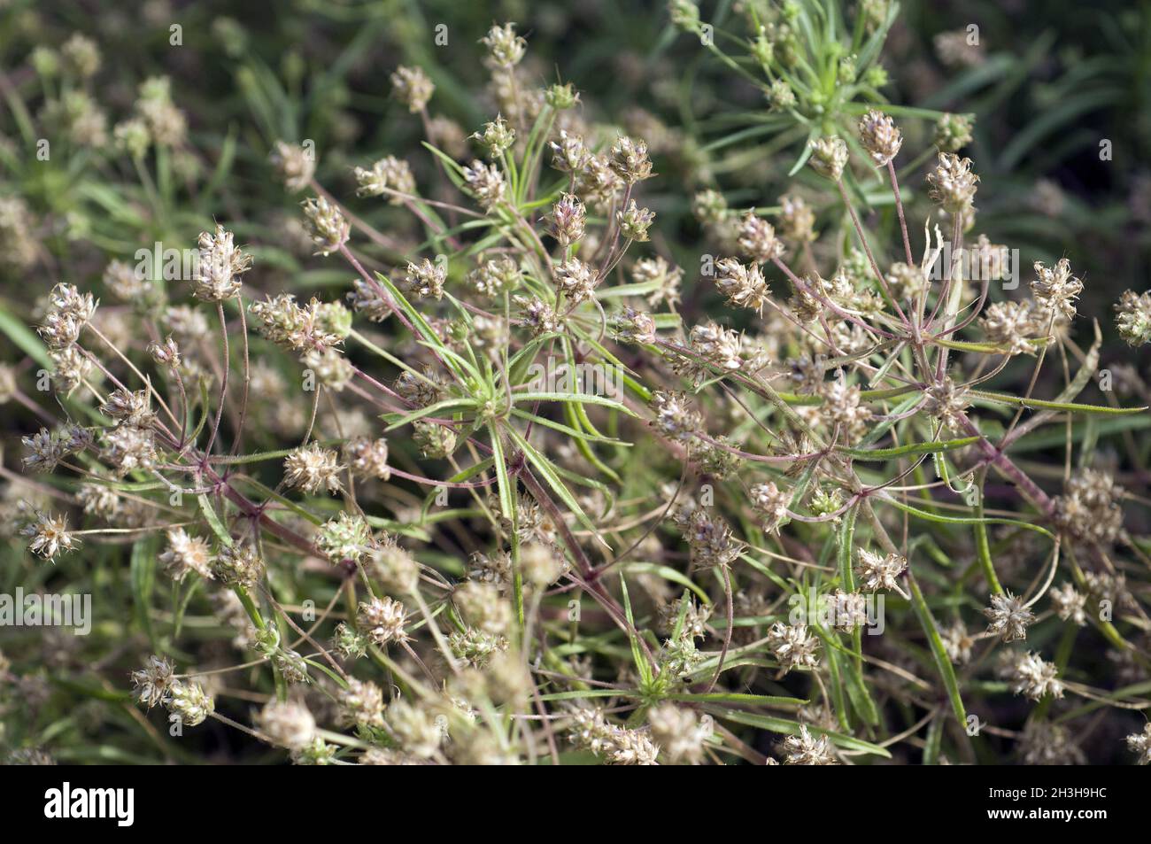 Nero, psyllium, europeo, psyllium, afra, Foto Stock