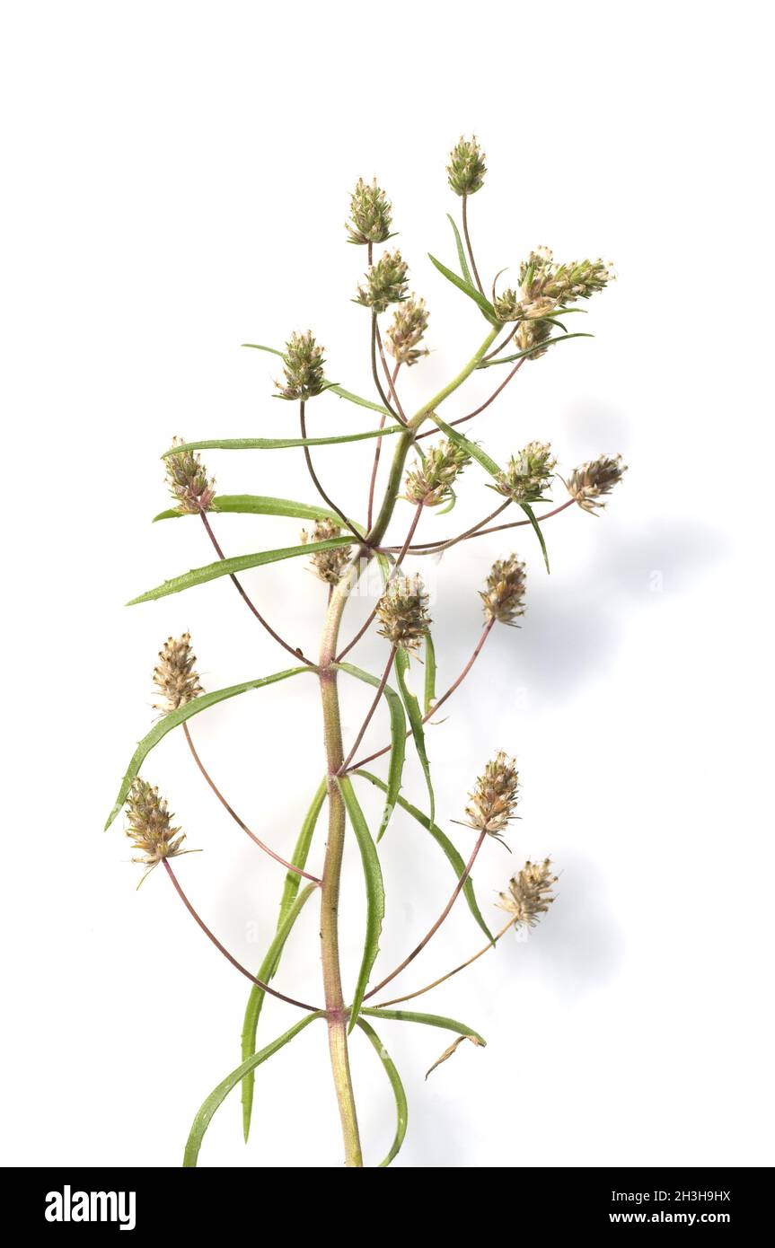 Nero, psyllium, europeo, psyllium, afra, Foto Stock