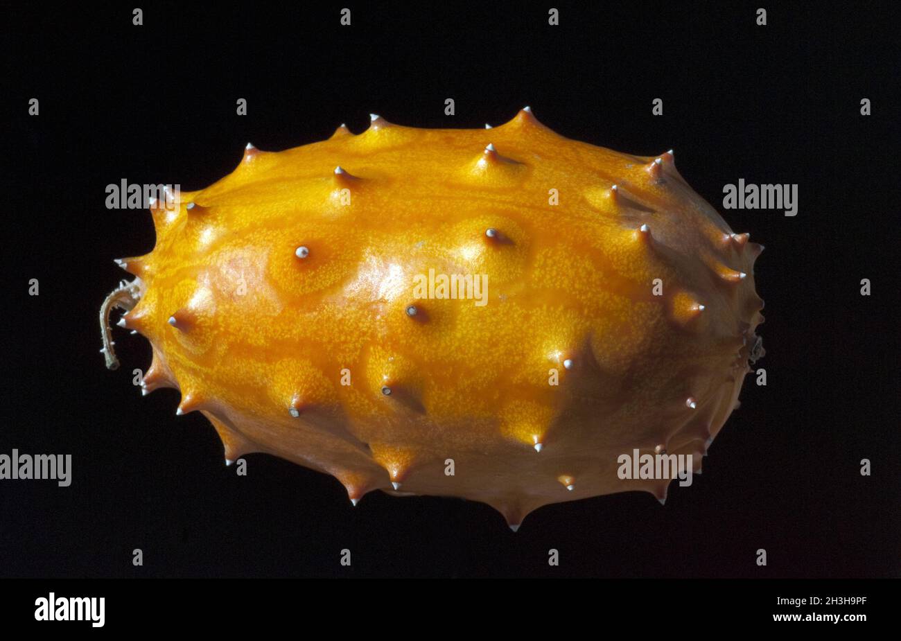 Kiwano, Swani Melone Foto Stock