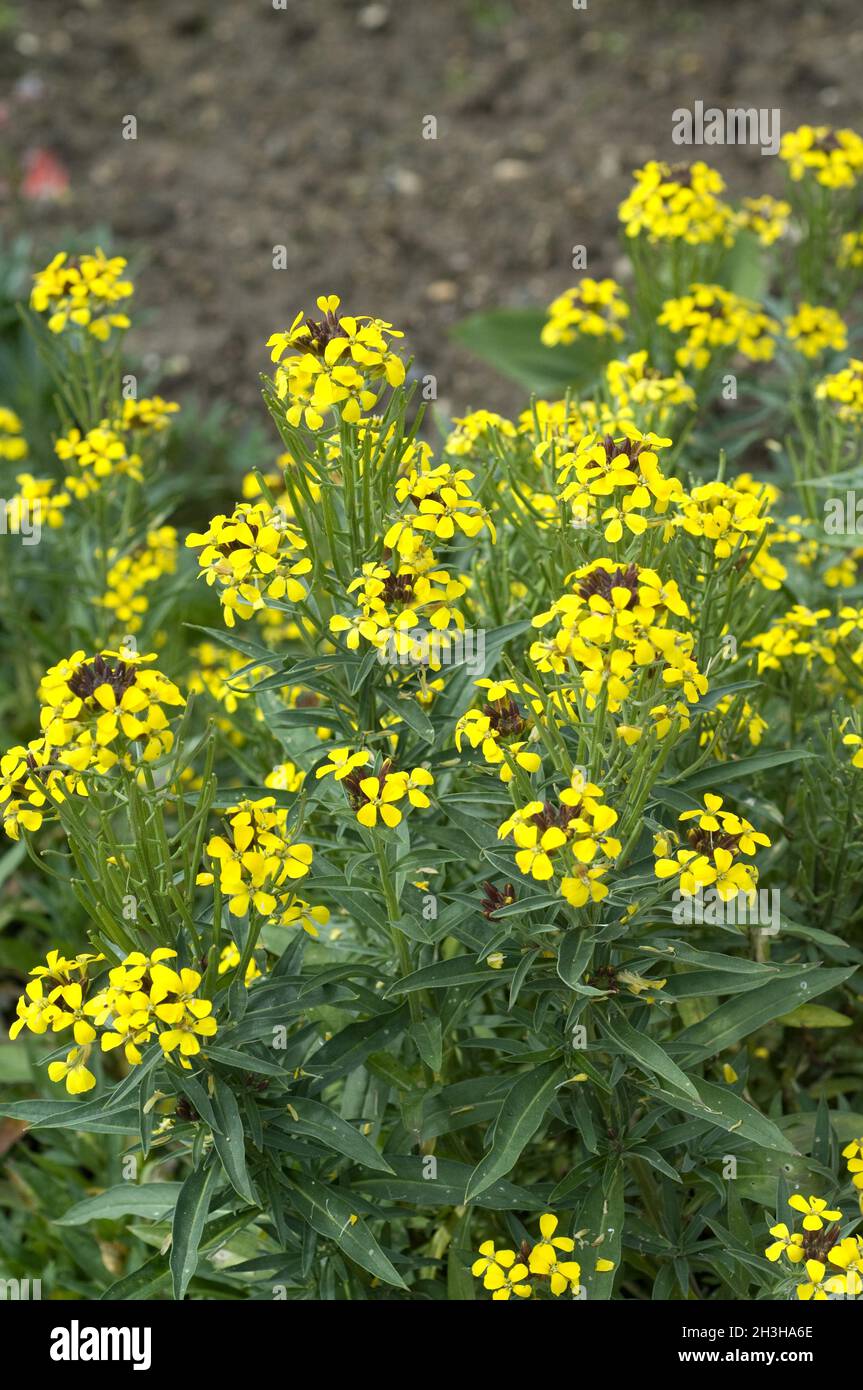 Goldmancanza, Cheiranthus Cheiri Foto Stock