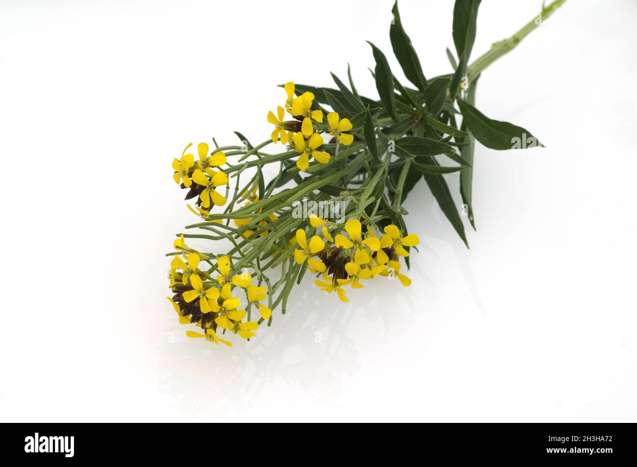 Goldmancanza, Cheiranthus Cheiri, Schoeterich Foto Stock