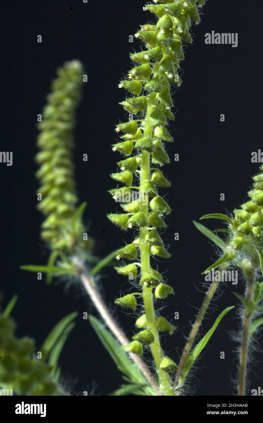 Ambrosiabluete Foto Stock