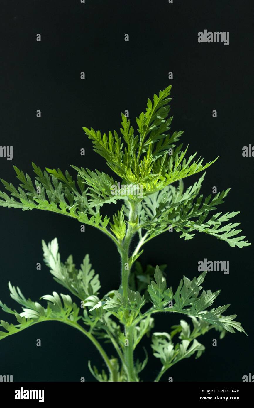Ambrosia, Ambrosia artemisifolia Foto Stock