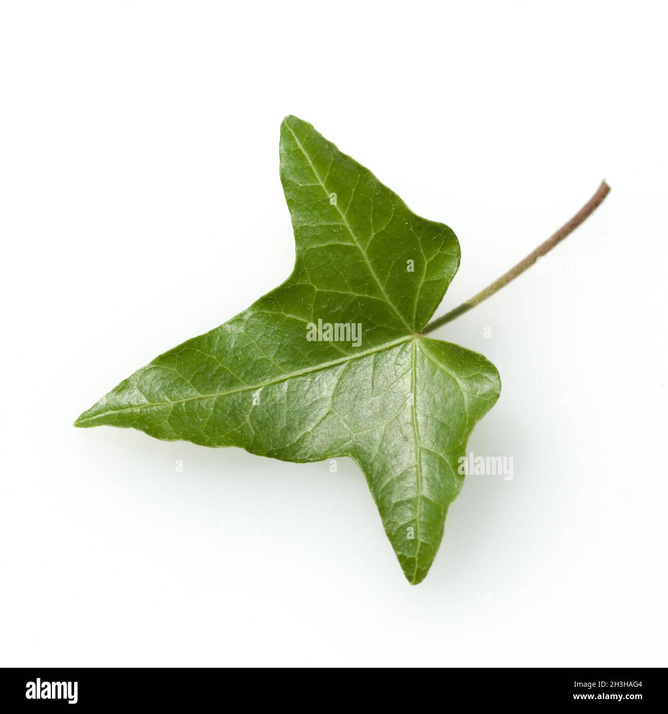 Ivy; Hedera Helix; foglia Foto Stock