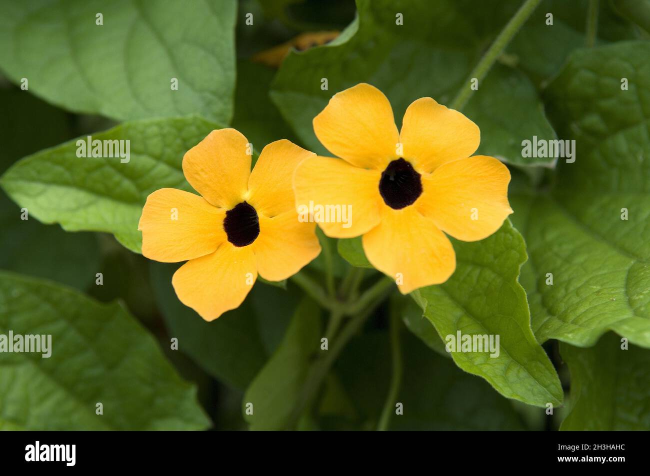 Black-eyed Susanne Foto Stock