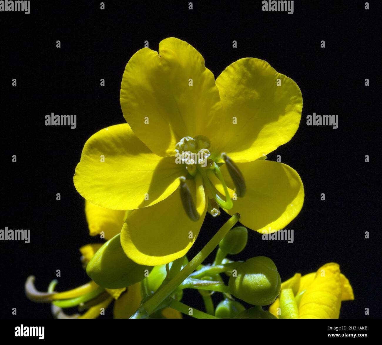 Senna cinese, Blu Foto Stock