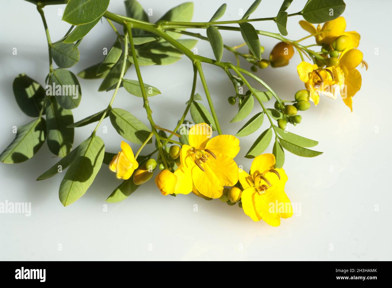 Chinesische Senna, Cassia senna, Foto Stock