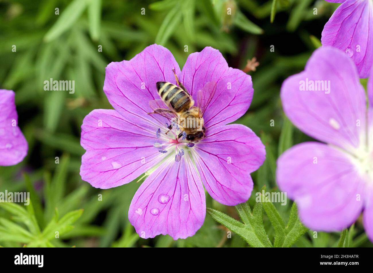 Ape su fiore cranesbill Foto Stock