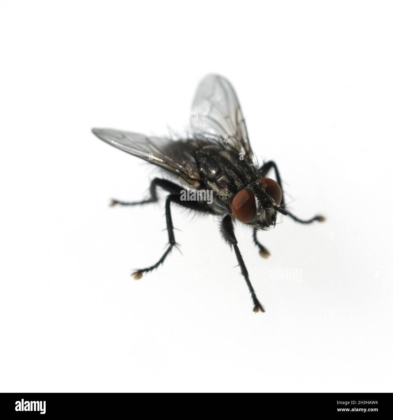 Stubenfliege; Musca domestica Foto Stock