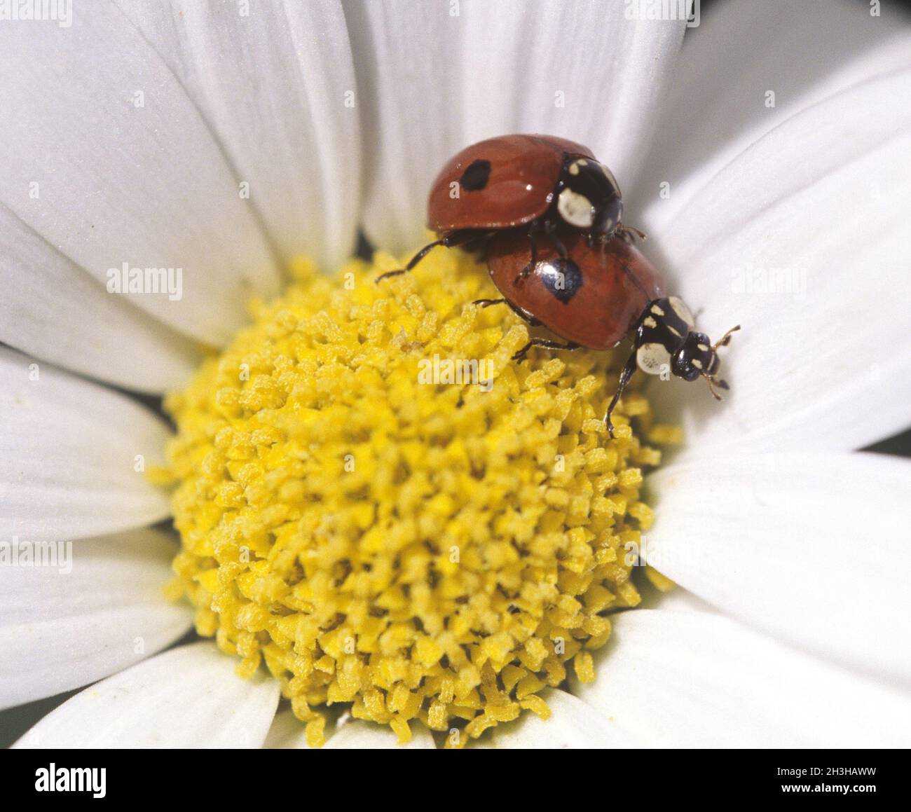 Marienkaefer, Paarung, Paar, rendendo, Coccinella, semptempunctata, Foto Stock