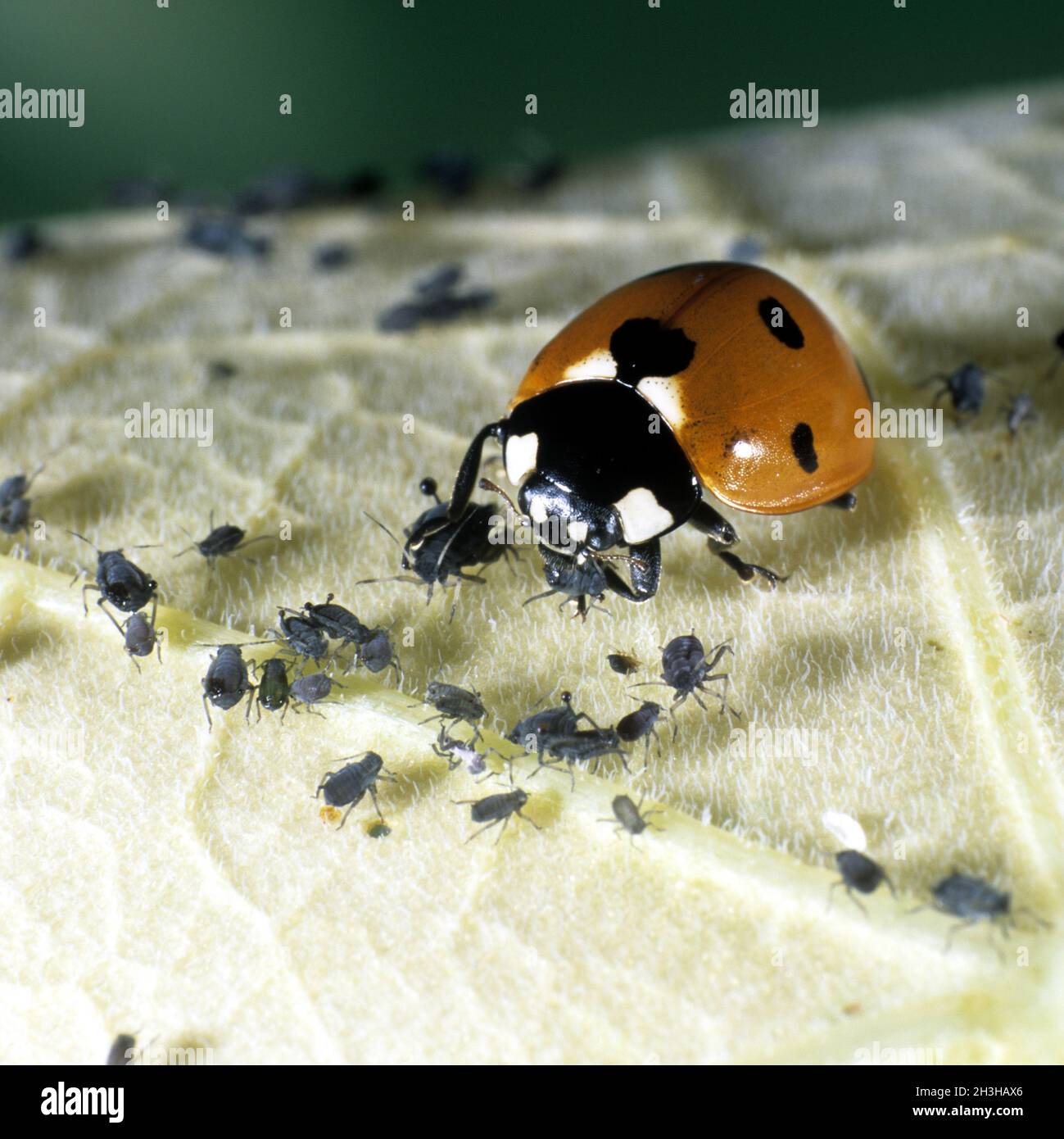 Marienkaefer, Coccinella, semptempunctata, Foto Stock
