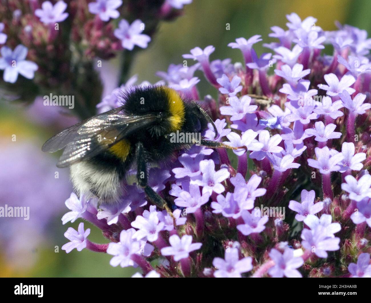 Bumblebee, Verbena bonariensis Foto Stock