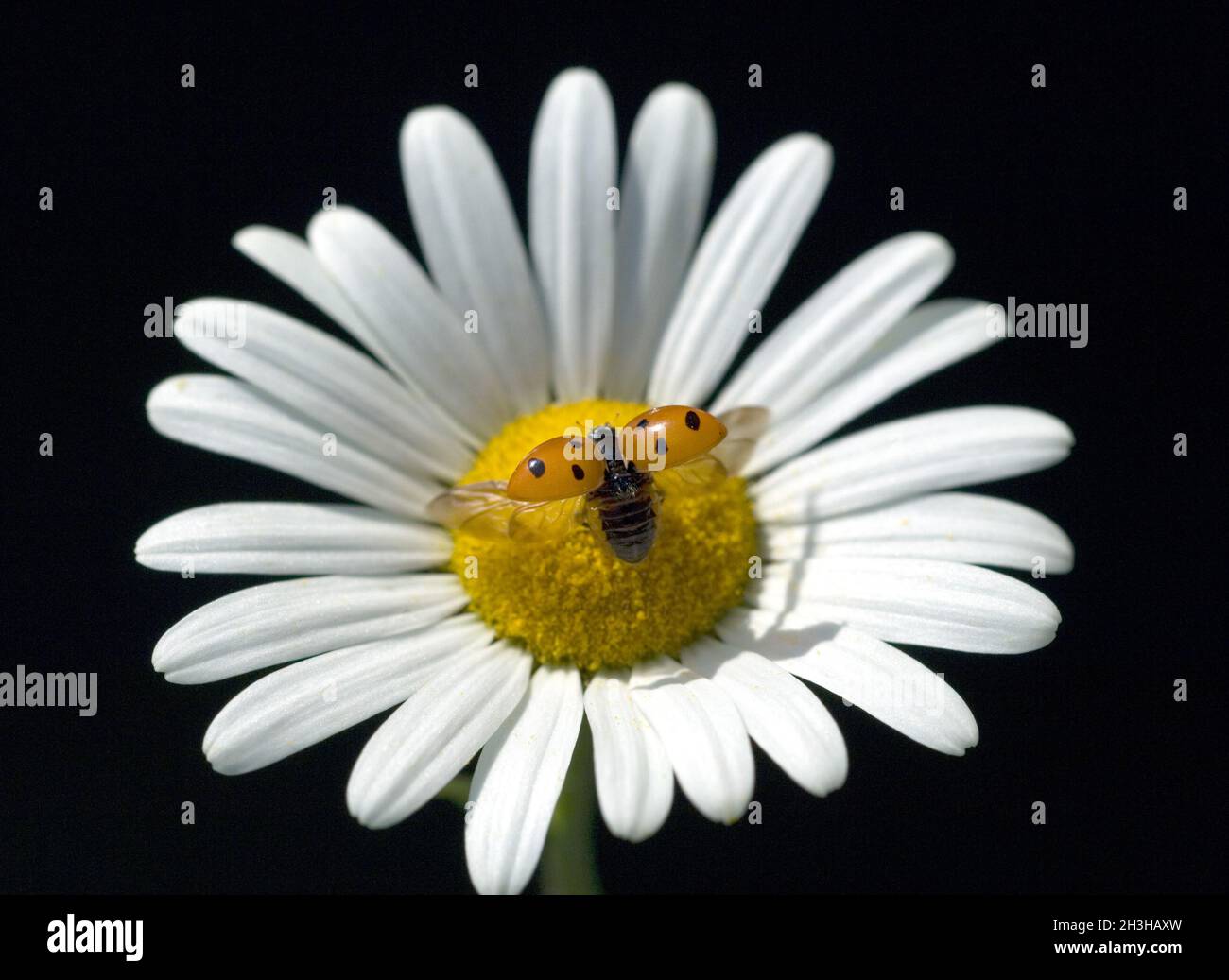 Ladybird, Coccinella, partenza Foto Stock