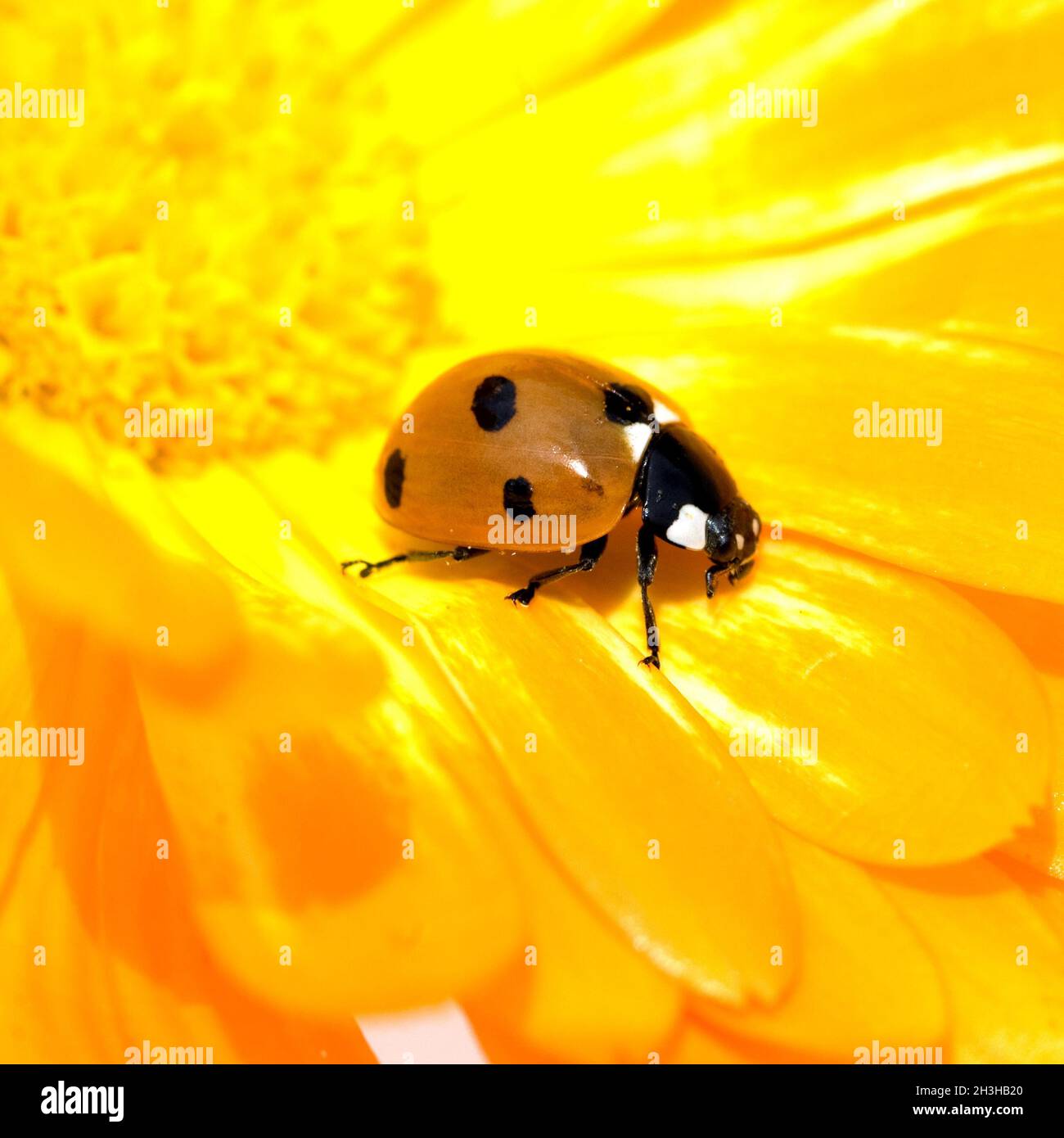 Marienkaefer, Coccinella, semptempunctata, Foto Stock