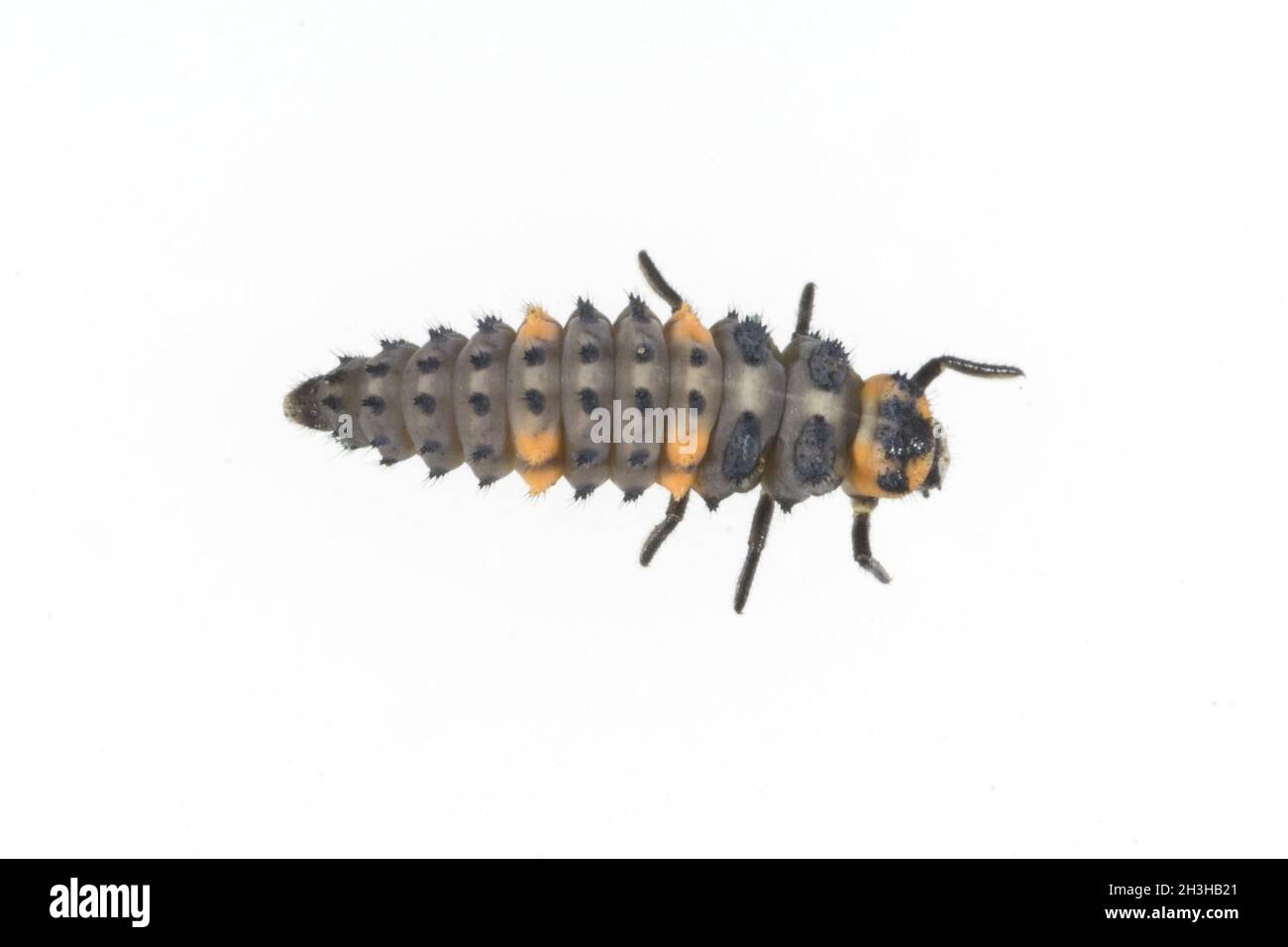 Ladybird larva, Foto Stock